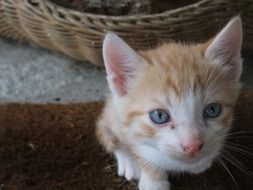 red and white kitten with blue eyes looking up