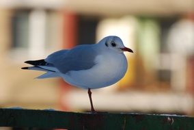 Seagull Poland