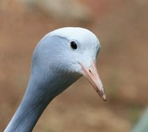 Bird Crane Blue