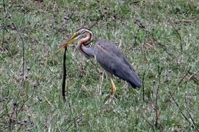 Purple Heron Ardea Purpurea Wader