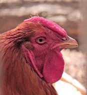 rooster with a pink scallop