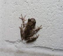 small tree frog on a white wall