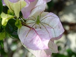 green spider on a pink bud