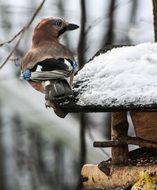 hungry bird in winter