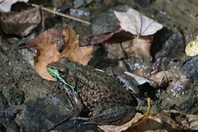 wild frog in the mud