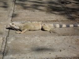 lizard on asphalt track
