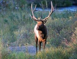 Deer with big horns in the wildlife