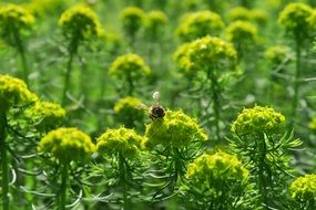 insect flies near green flowering plants
