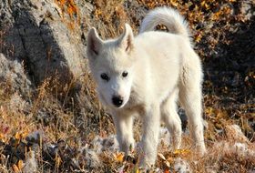 white bowhead dog in the wildlife