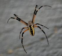 yellow long leg spider