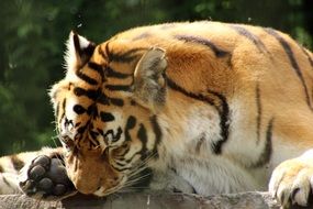 Tiger Enclosure Predator