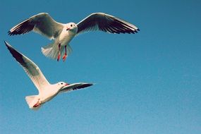 two seagulls in flight at blue sky