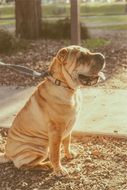 Domestic Golden colored Dog