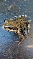tree frog, top view