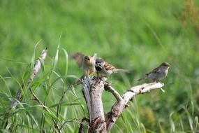 Sparrow on the branch on the grass