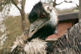 Ostrich Bird