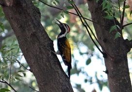 dinopium bengalense is a wild bird