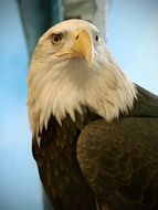 eagle or leucocephalus