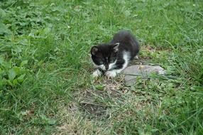 Kitten Playful