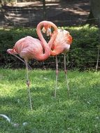 Pink flamingos on the grass