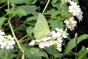 green butterfly on spring flower, dharwad, india