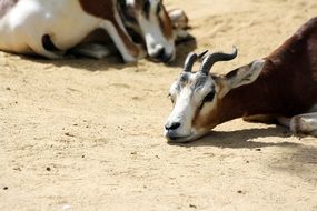 portrait of Dama Gazelle in Zoo