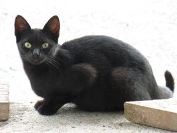 charmingly cute Black Cat