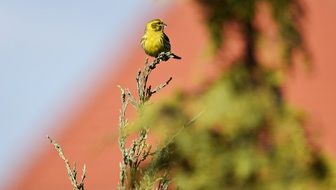 yellow bird on top of a tree