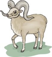 Gray Sheep drawing