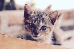 adorable young cat