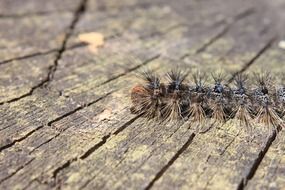 fluffy caterpillar on the wooden board