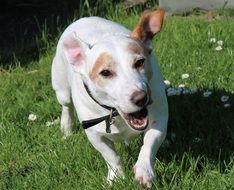 playful jack russell terrier on the meadow