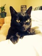 Black cat on a white sofa