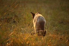 wandering siamese cat in the field at sunset