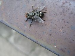 fly wings