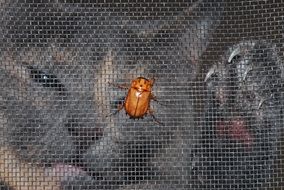 yellow christmas beetle on the grid