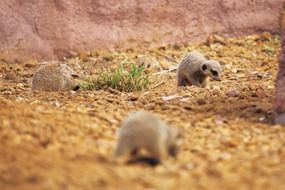 African meerkats