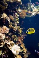 yellow lonely fish in the underwater world