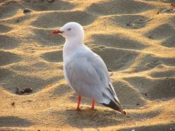 charmingly cute Beach Seagulls