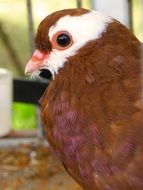 Portrait of the brown and white pigeon