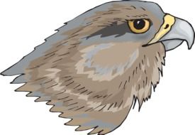 drawing of attractive Eagle bird head