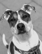 cute black and white young dog in a collar