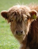 brown mountain calf in the countryside