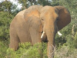 picture of elephant in wildlife south africa