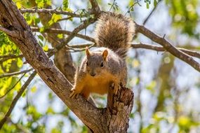 Fluffy squirrel is on tree close-up on blurred background