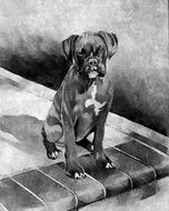 Monochrome drawing of Boxer Puppy