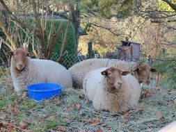three brown Sheep lays on grass
