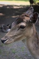 bambi Roe Deer