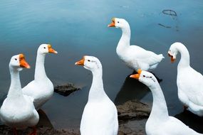 white geese in the water