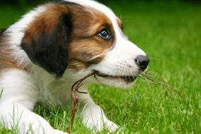 frisky cute puppy